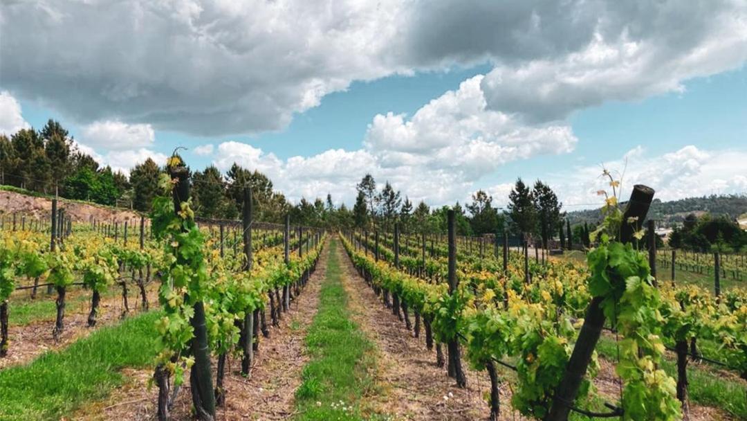 Quinta Do Medronheiro Hotel Rural Viseu Zewnętrze zdjęcie